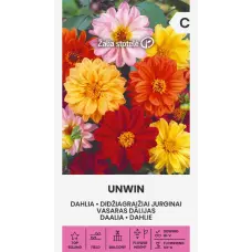 Dālijas vasaras UNWIN 1g